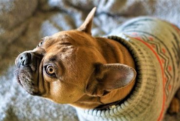 Best Sweaters for Large Dogs - Post Thumbnail
