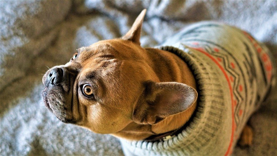 Best Sweaters for Large Dogs